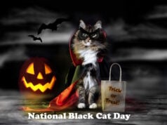 There Are 22 Breeds Of Black Cat – More Than Any Other Color.