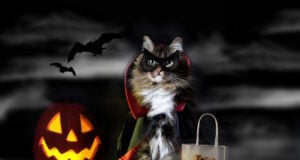 There Are 22 Breeds Of Black Cat – More Than Any Other Color.