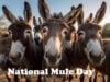 https://www.vecteezy.com/photo/23713074-group-of-donkeys-close-up-selfie-generative-ai