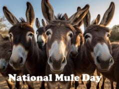 https://www.vecteezy.com/photo/23713074-group-of-donkeys-close-up-selfie-generative-ai