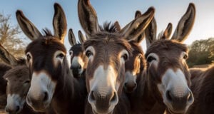 George Washington Was Among The First To Breed Mules In The U.S. https://www.vecteezy.com/photo/23713074-group-of-donkeys-close-up-selfie-generative-ai