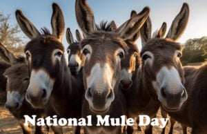 George Washington Was Among The First To Breed Mules In The U.S. https://www.vecteezy.com/photo/23713074-group-of-donkeys-close-up-selfie-generative-ai