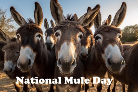 https://www.vecteezy.com/photo/23713074-group-of-donkeys-close-up-selfie-generative-ai