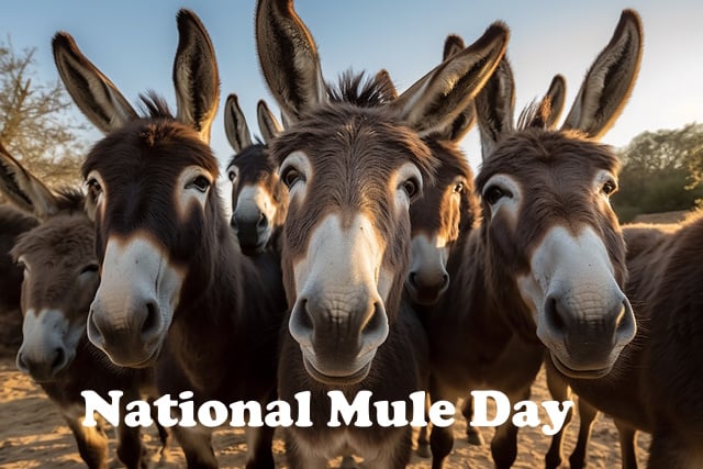 small-vecteezy_group-of-donkeys-close-up-selfie_23713074_small https://www.vecteezy.com/photo/23713074-group-of-donkeys-close-up-selfie-generative-ai